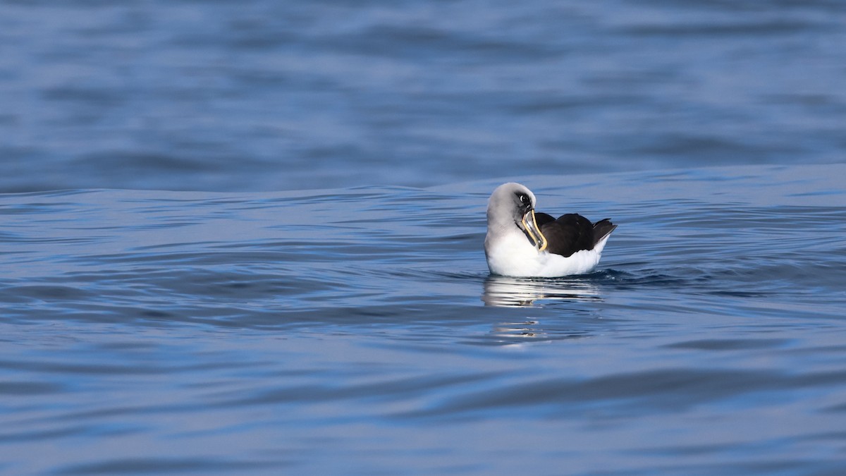 Buller's Albatross - ML645867370