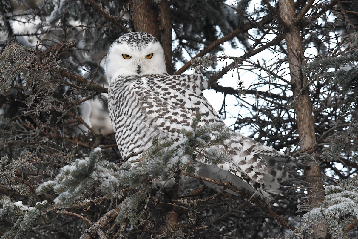 Snowy Owl - ML645867371