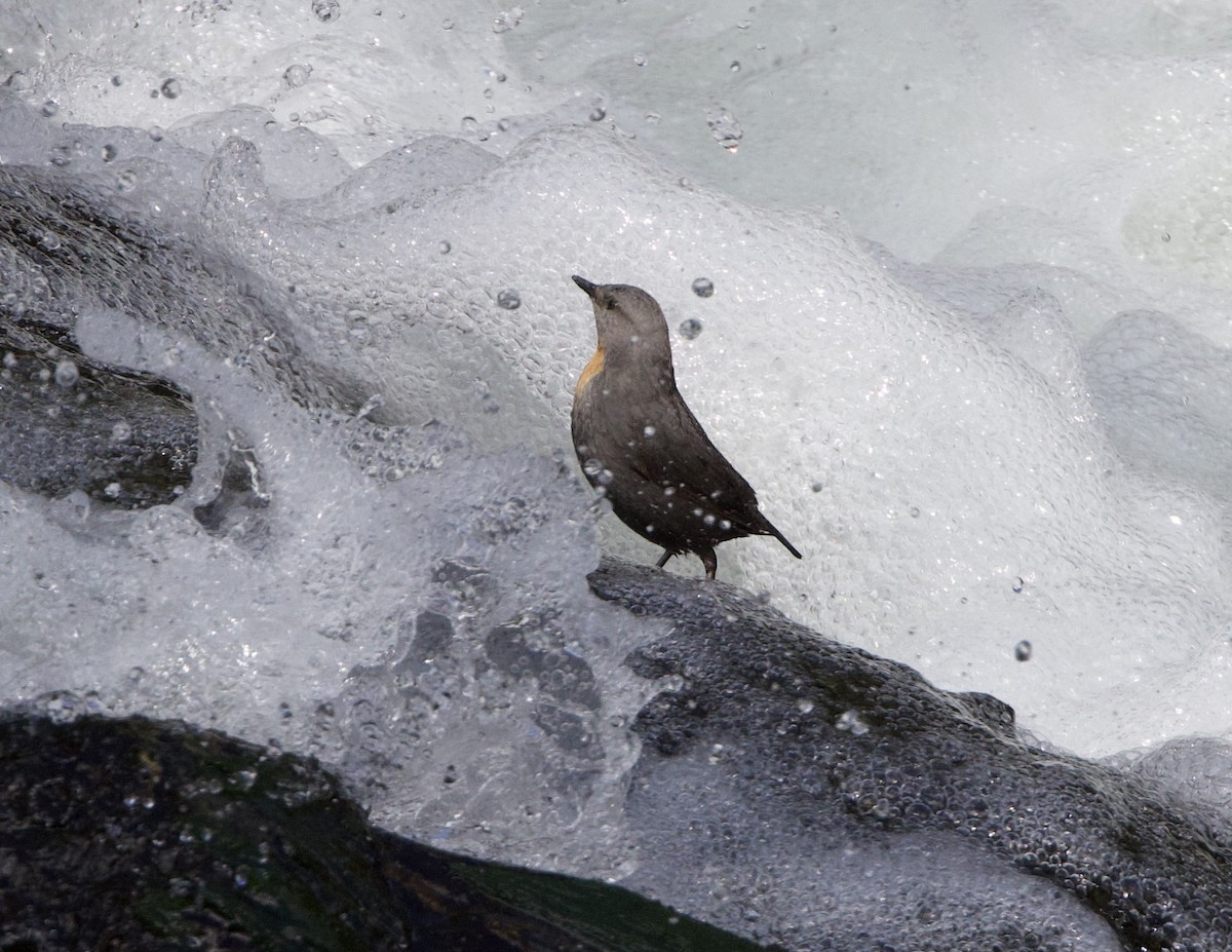 Rufous-throated Dipper - ML645867374