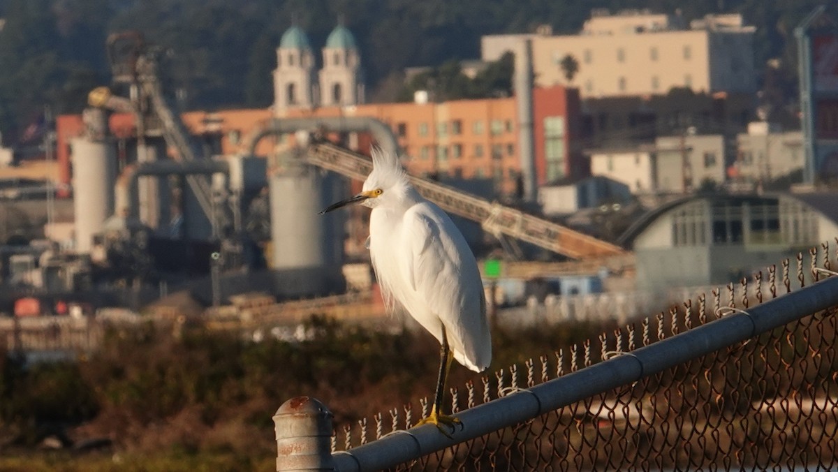 Snowy Egret - ML645867378