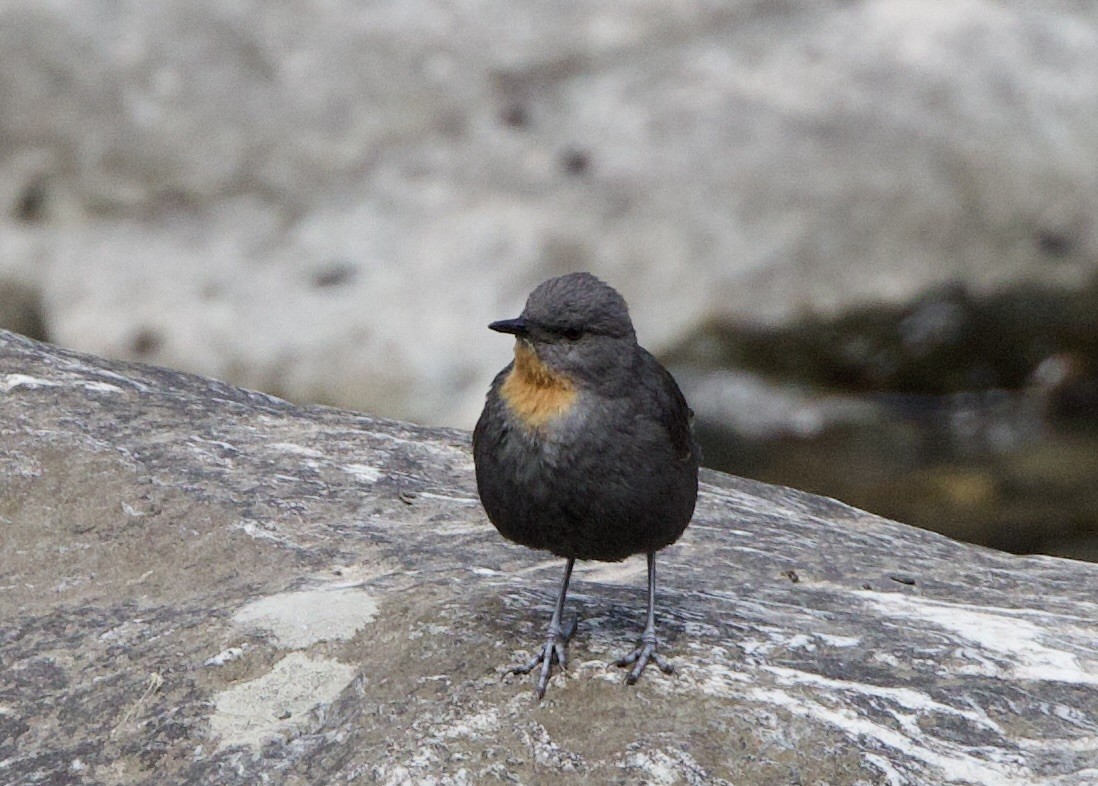 Rufous-throated Dipper - ML645867381