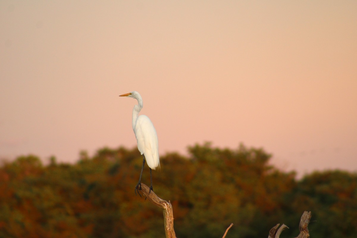 Silberreiher - ML645867383