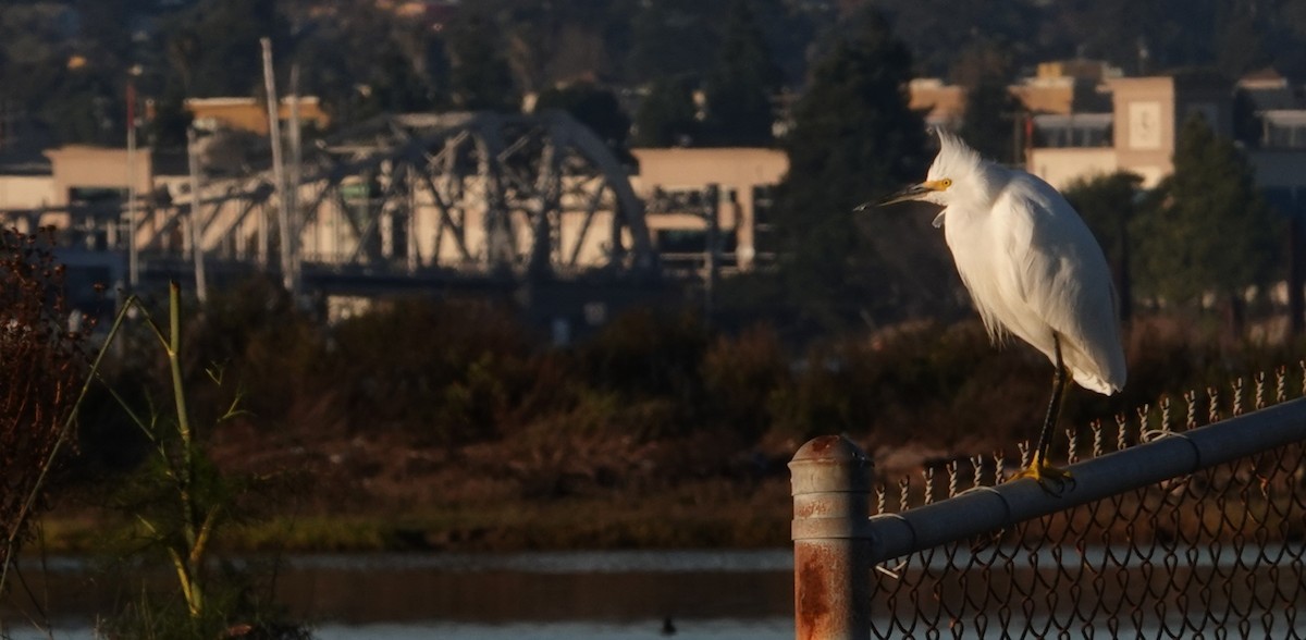 Snowy Egret - ML645867393