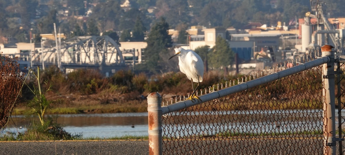Snowy Egret - ML645867394