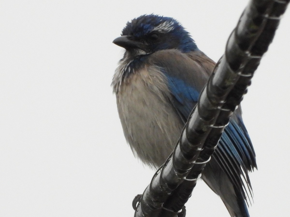 California Scrub-Jay - ML645867397