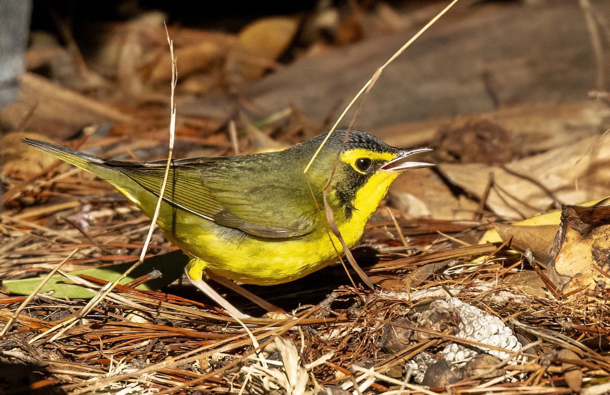 Reinita de Kentucky - ML645867405