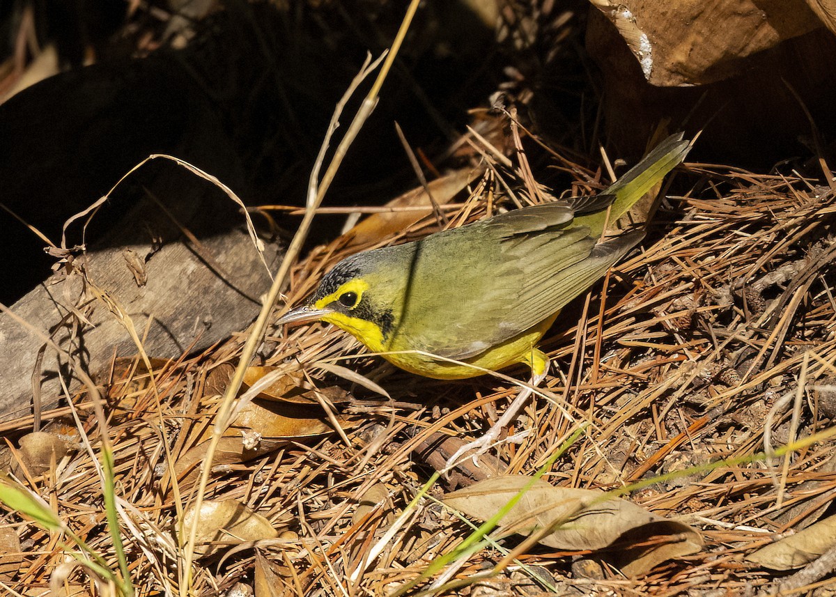 Reinita de Kentucky - ML645867406