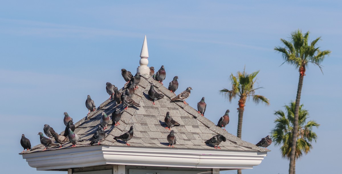 Kaya Güvercini (evcil tip) - ML645867407