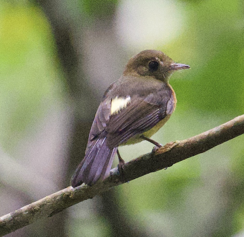 Sulphur-rumped Flycatcher - ML645867417