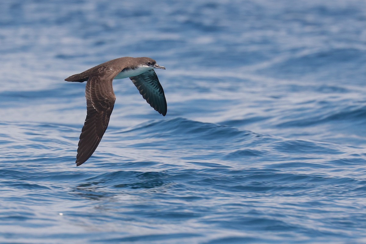 Puffin des Galapagos (forme à ailes pales) - ML645867423