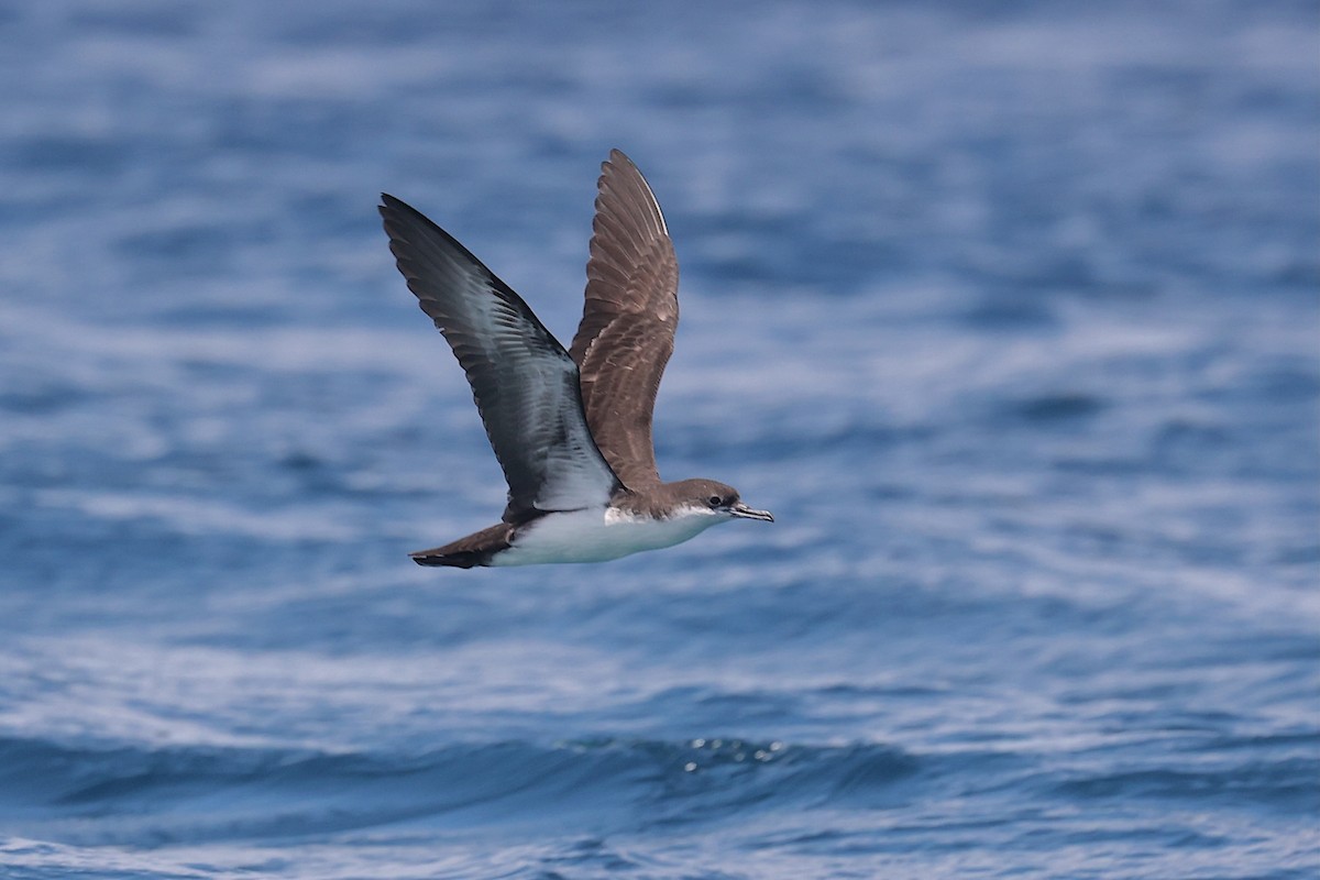 Puffin des Galapagos (forme à ailes pales) - ML645867425