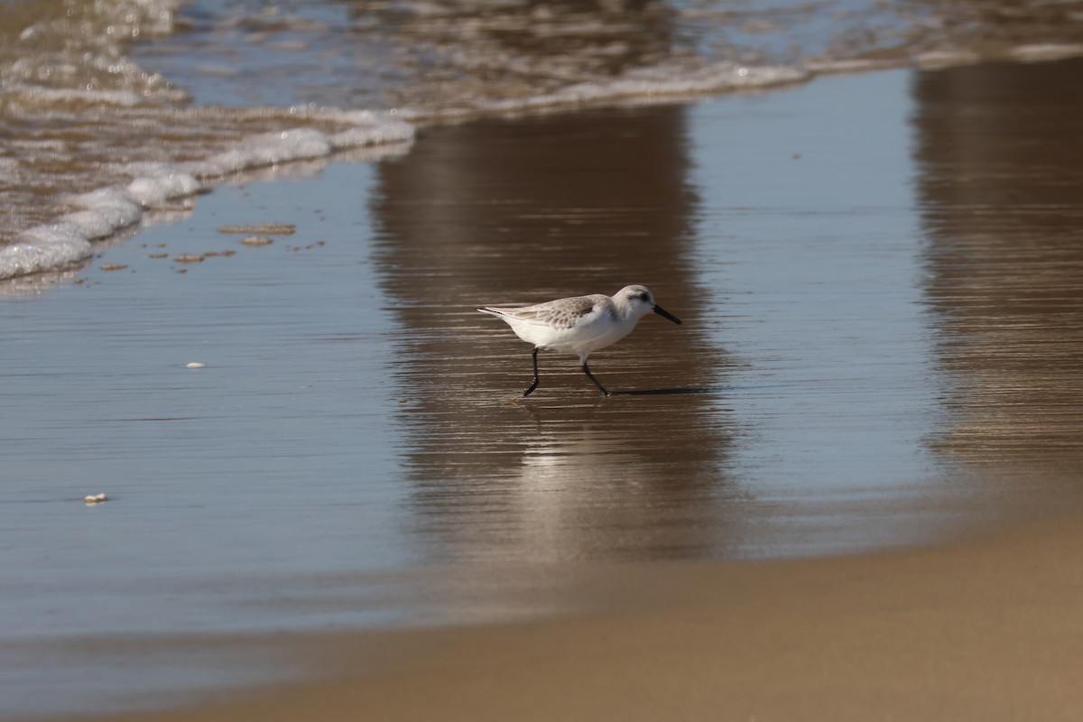 Песчанка - ML645867426