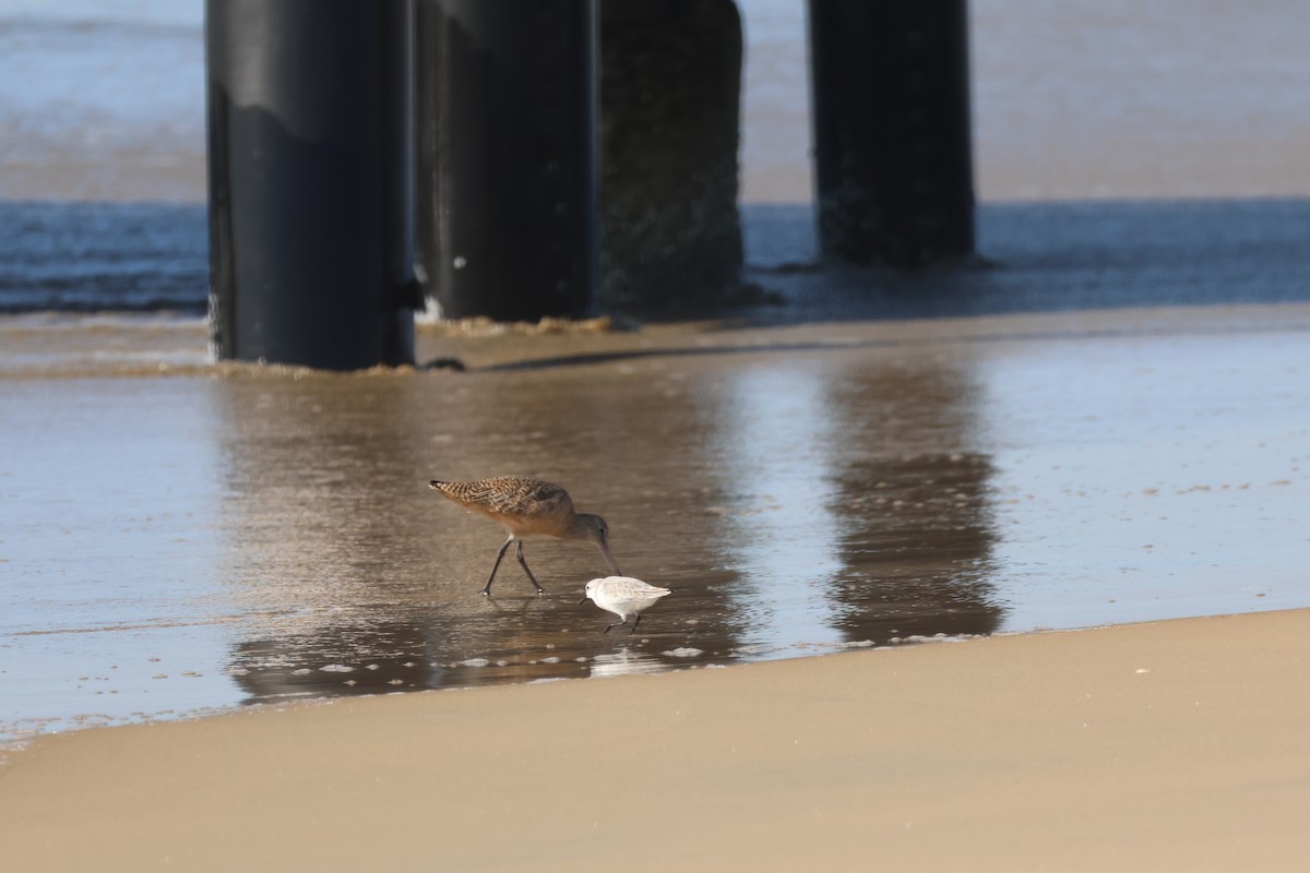 Песчанка - ML645867427