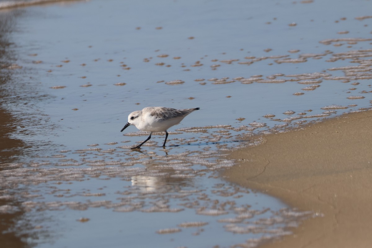 Песчанка - ML645867428