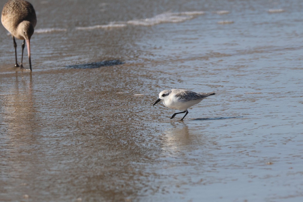 Песчанка - ML645867429