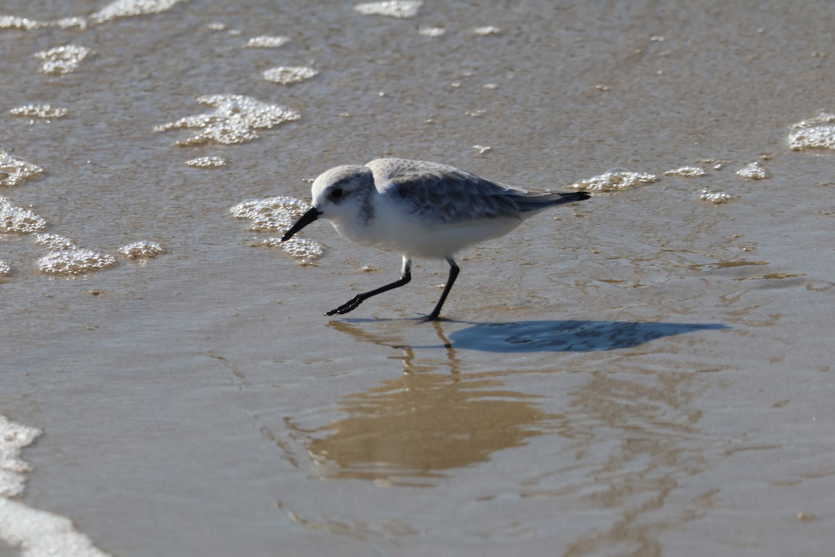 Песчанка - ML645867430