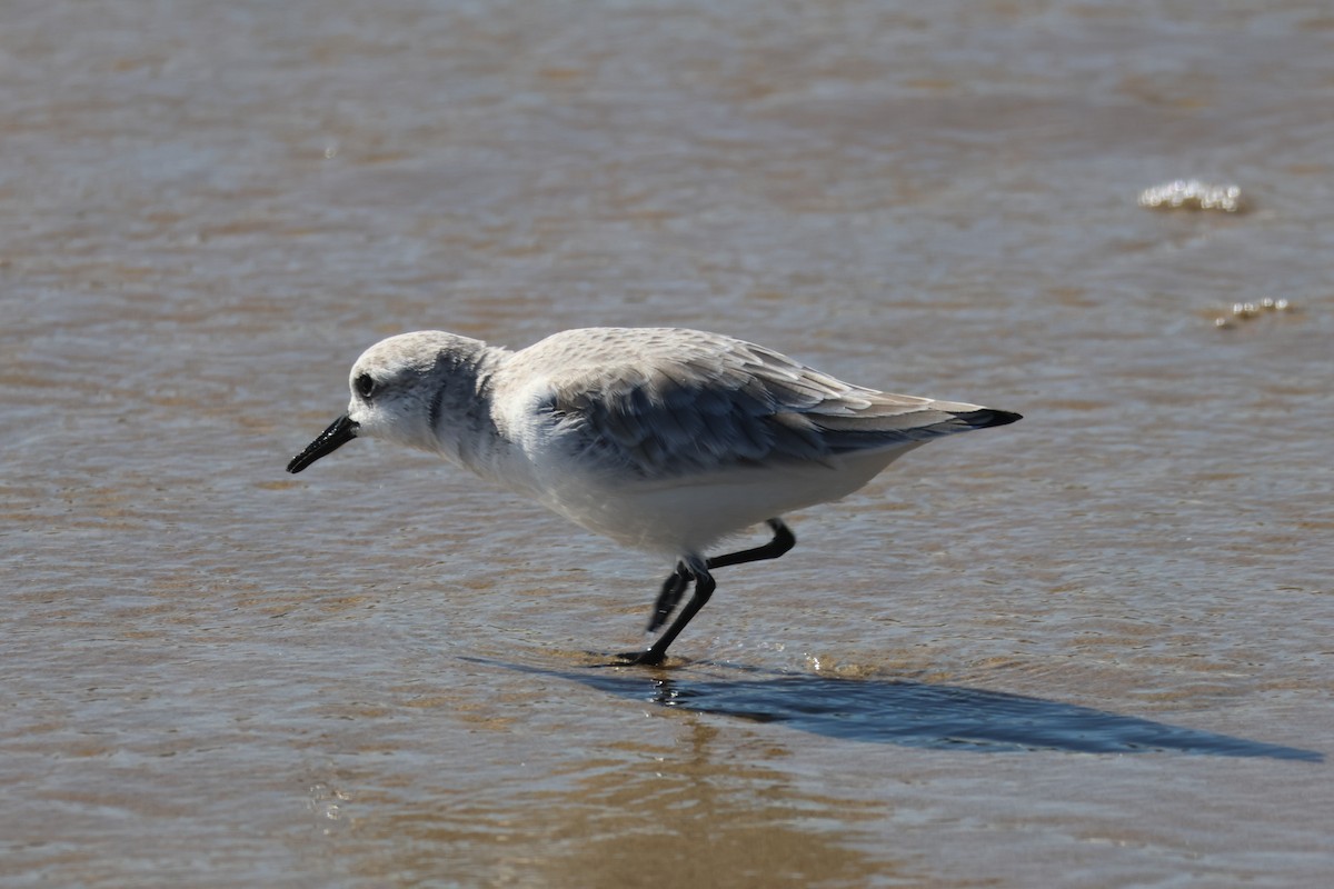 Песчанка - ML645867431