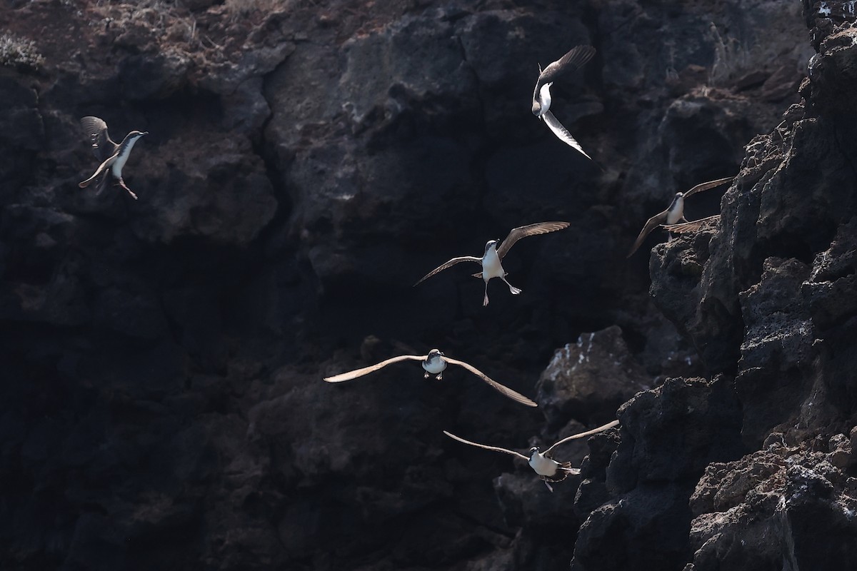 Puffin des Galapagos (forme à ailes pales) - ML645867437