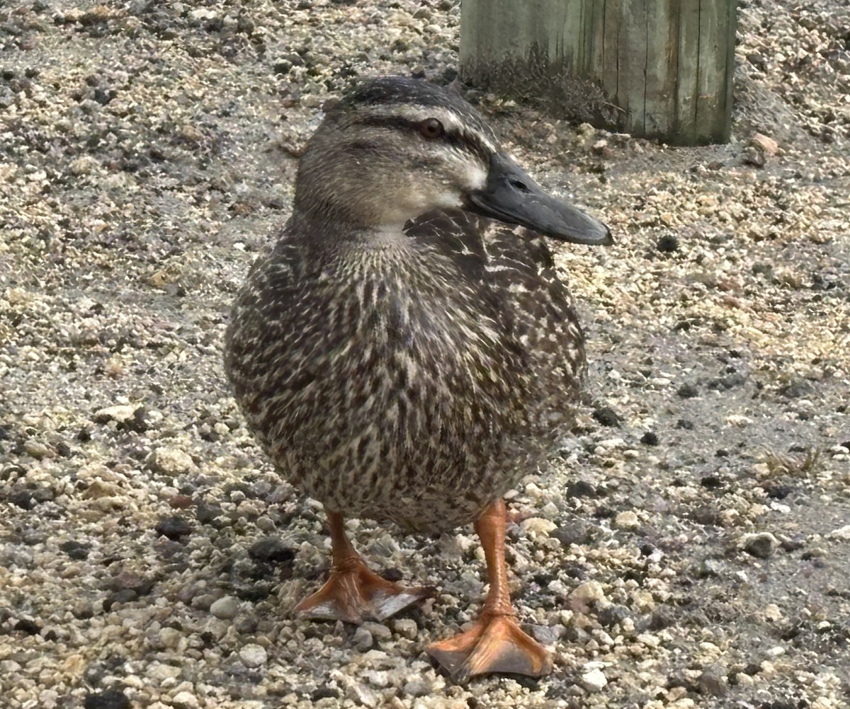 kachna divoká - ML645867441