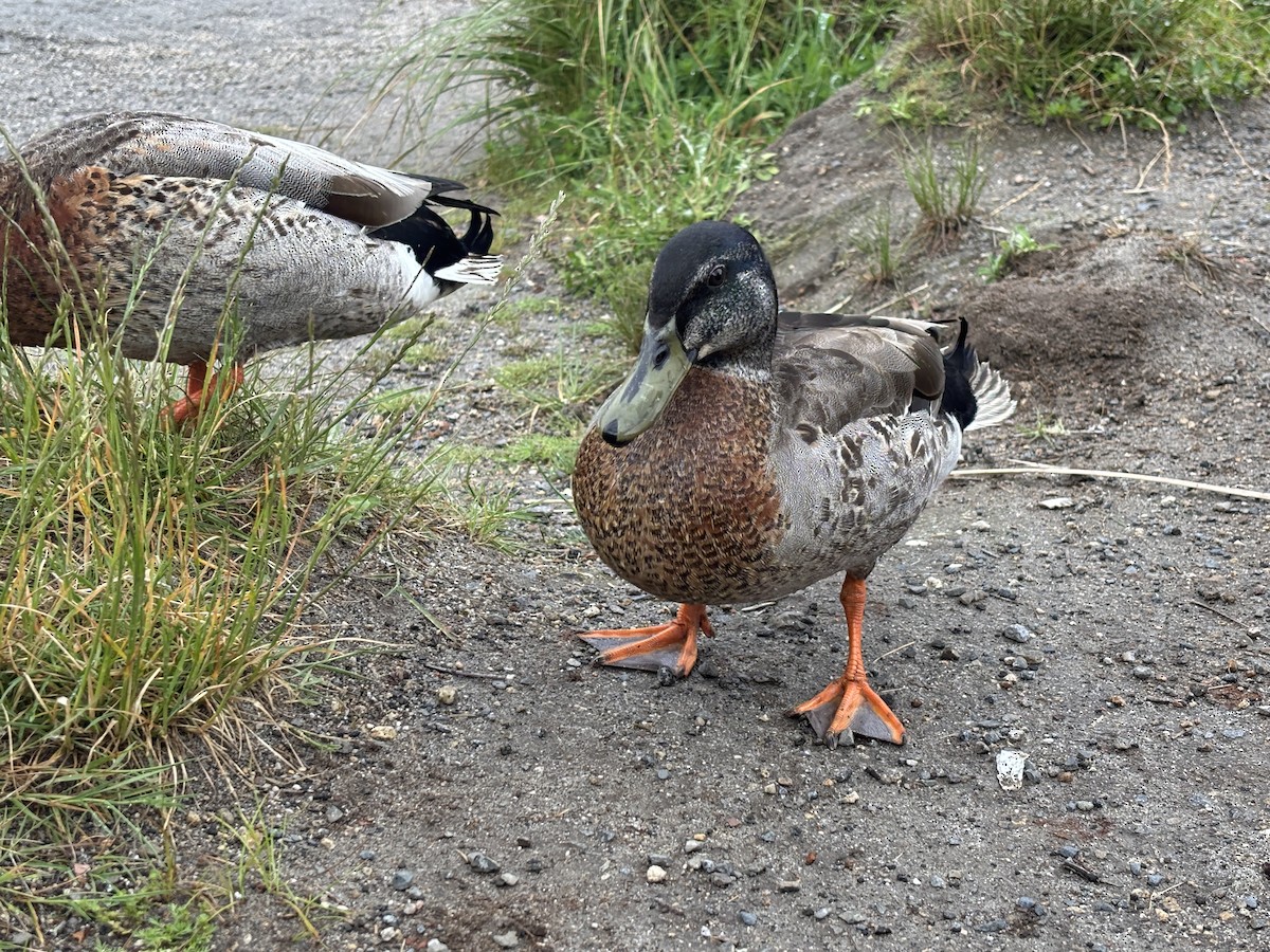 kachna divoká - ML645867442