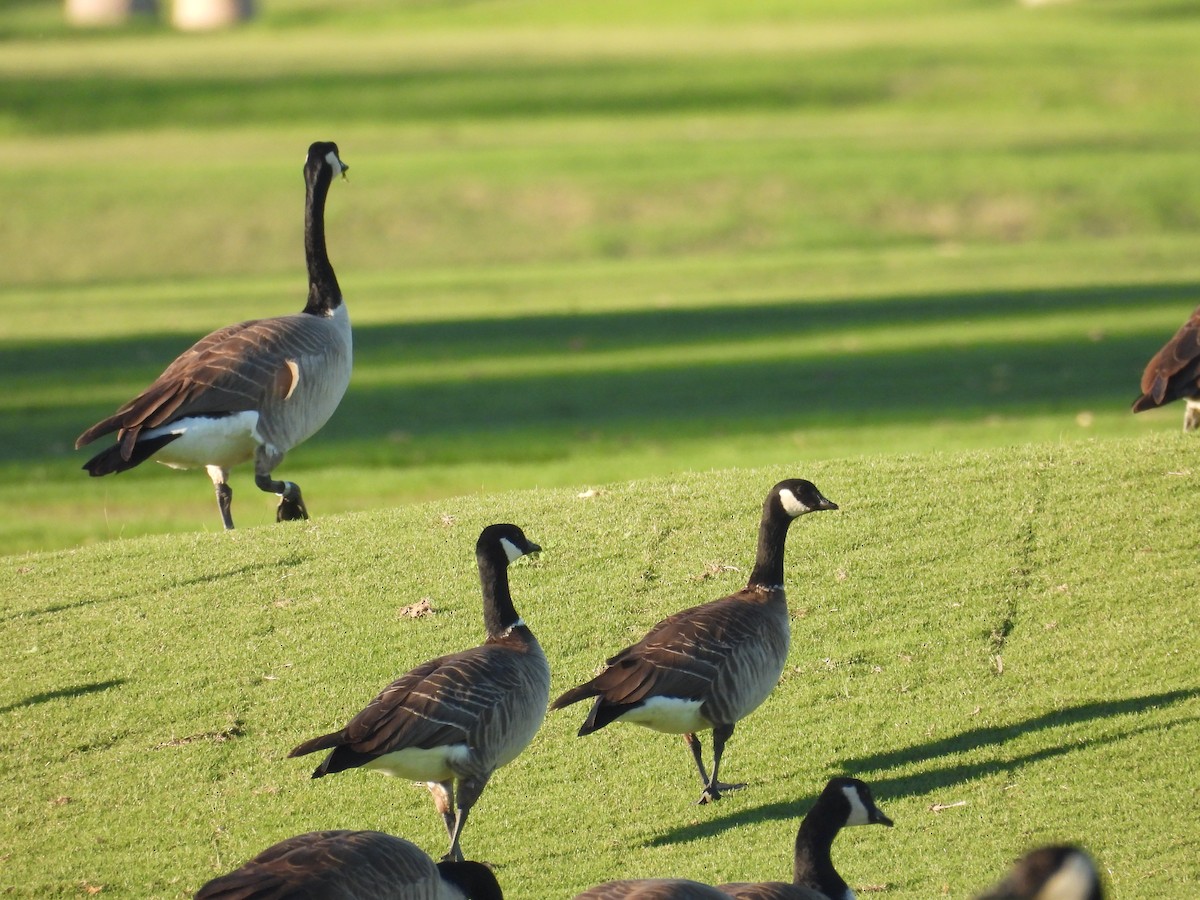 berneška malá - ML645867443