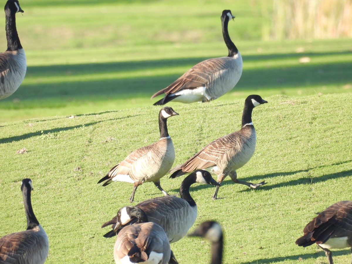 berneška malá - ML645867444