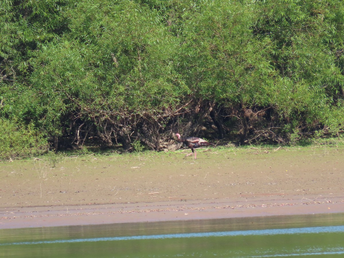 Wild Turkey - ML645867445