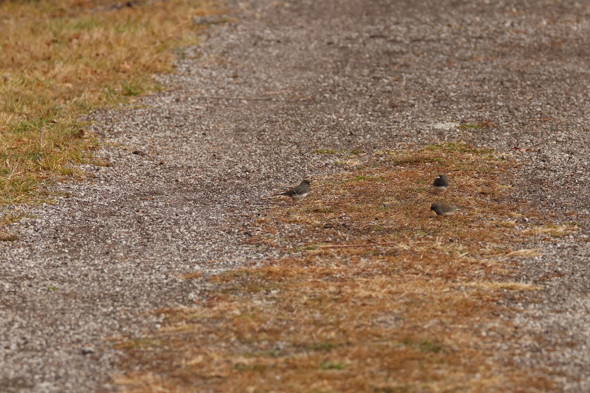 Dark-eyed Junco - ML645867449