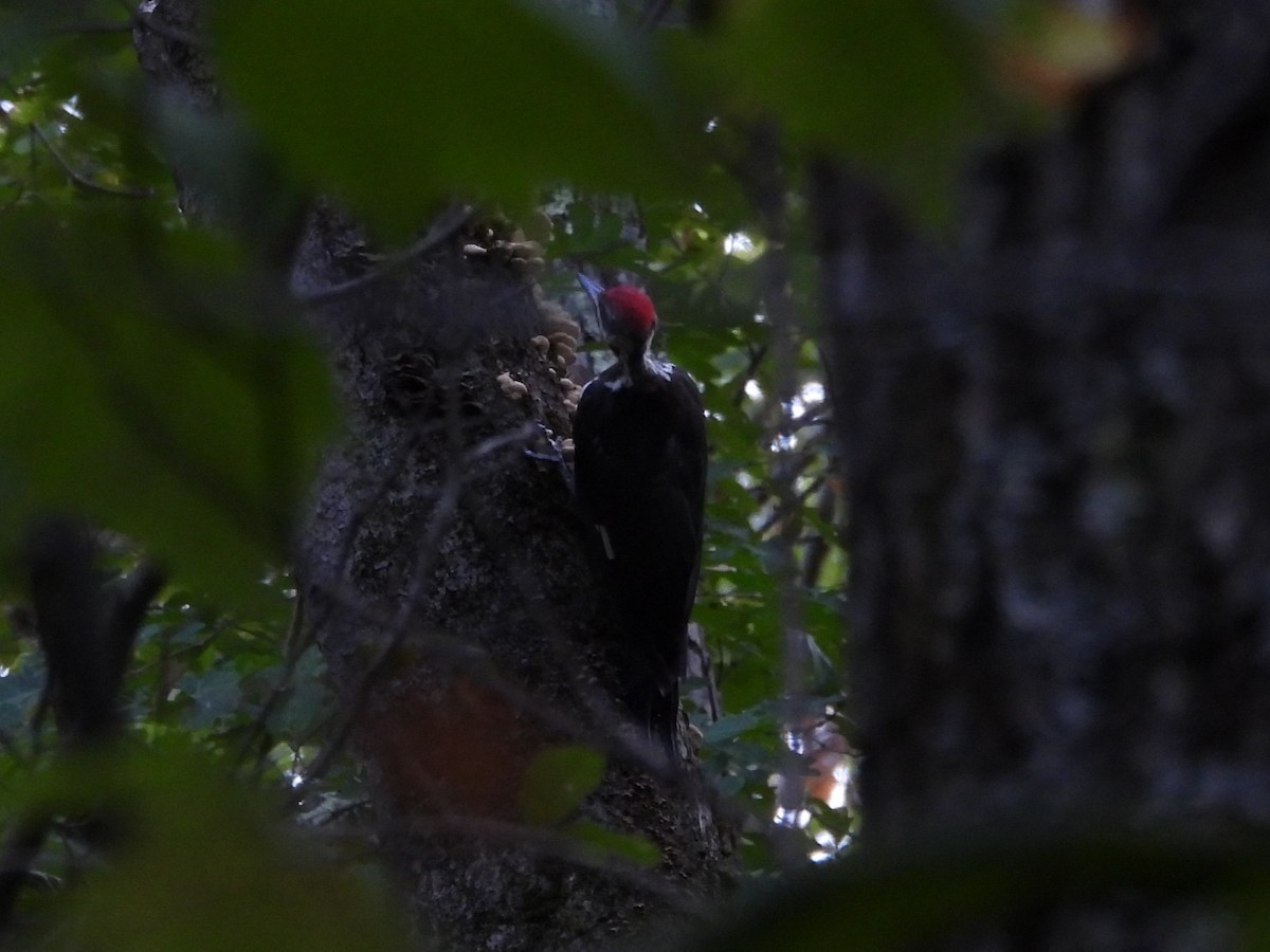 datel chocholatý - ML645867451