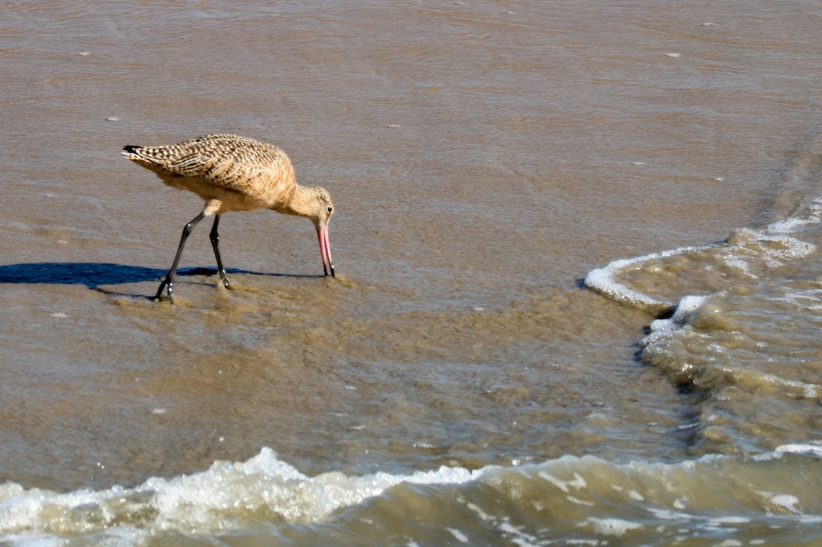břehouš velký - ML645867453