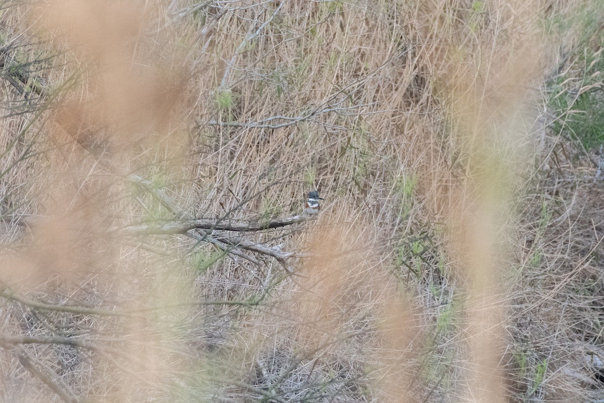 rybařík pruhoprsý - ML645867454