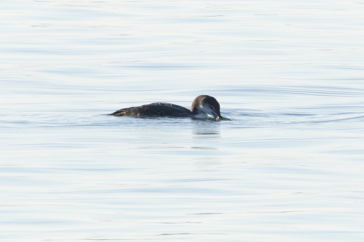 potáplice lední - ML645867455