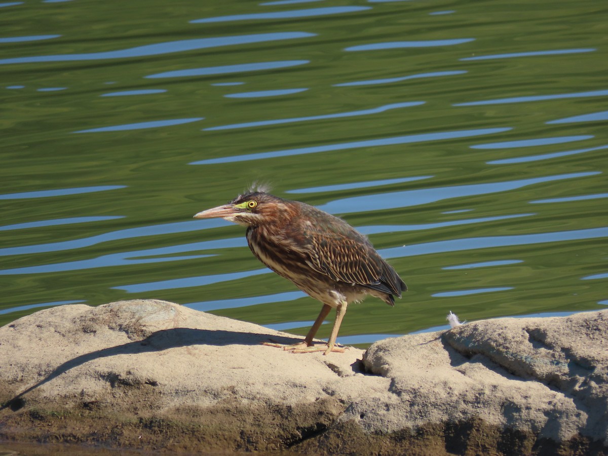 volavka zelenavá - ML645867456