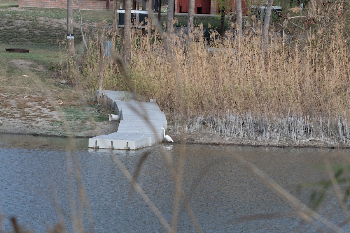 volavka bílá - ML645867459