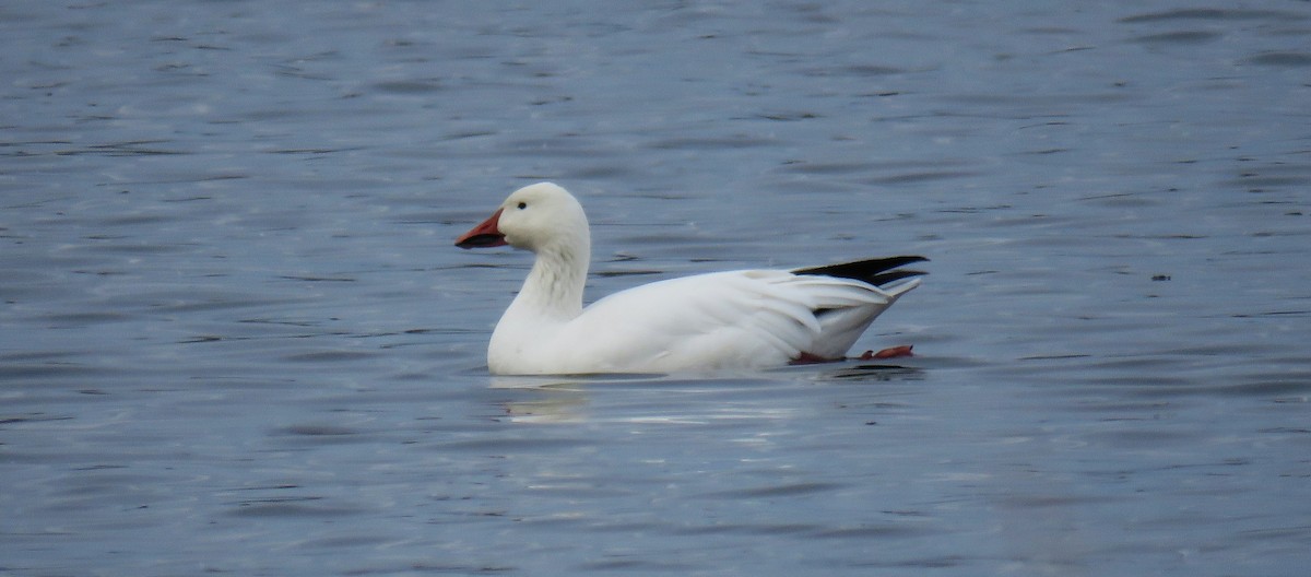 Snow Goose - ML645867460