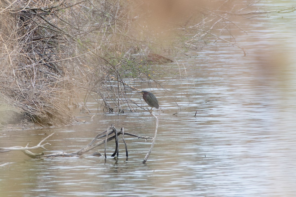 volavka zelenavá - ML645867461