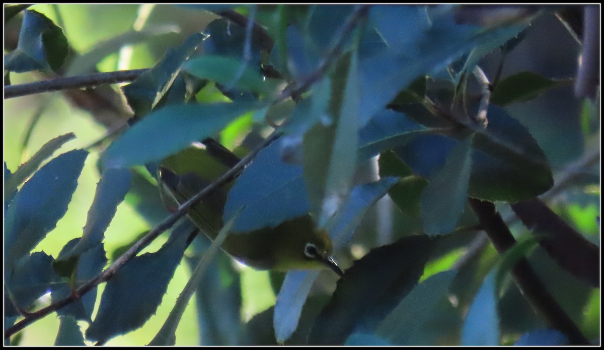 Swinhoe's White-eye - ML645867462