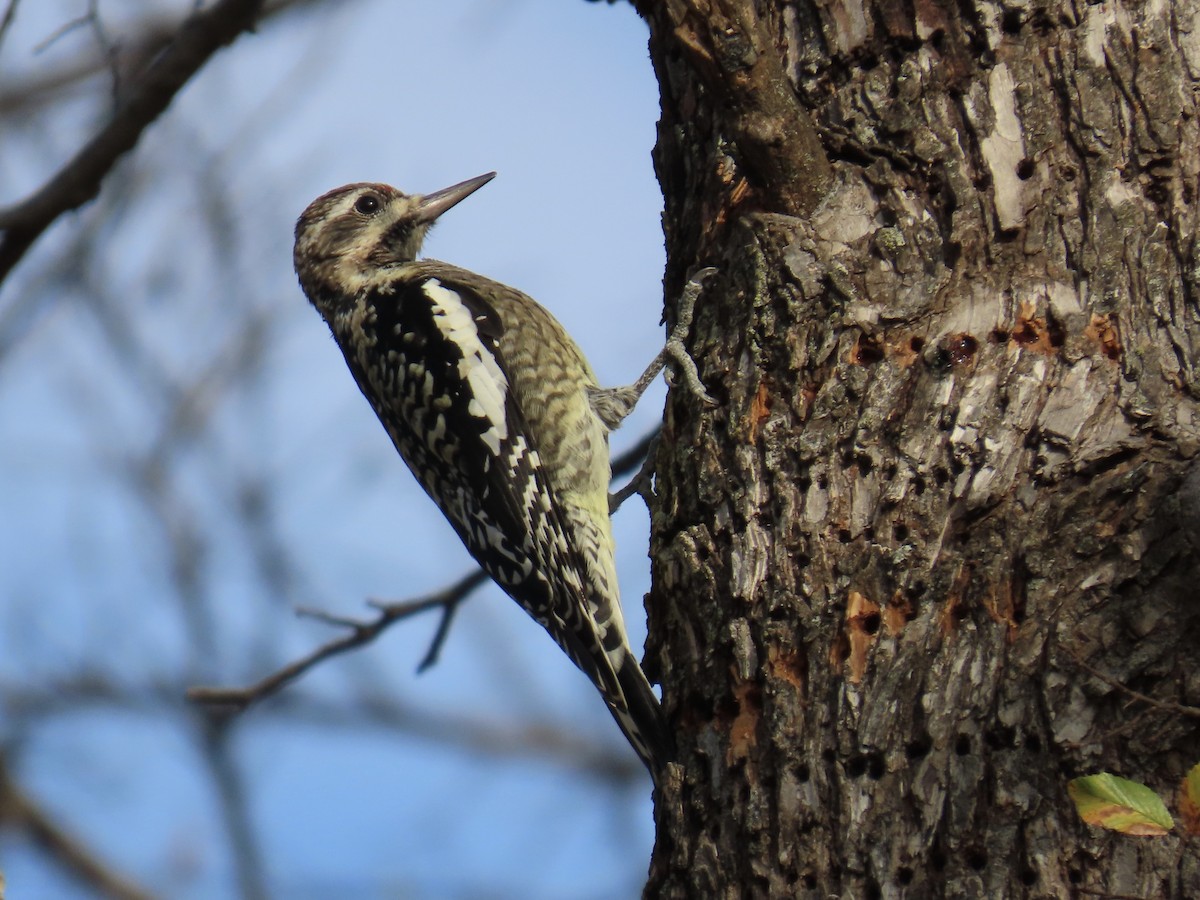 datel rudohrdlý - ML645867463