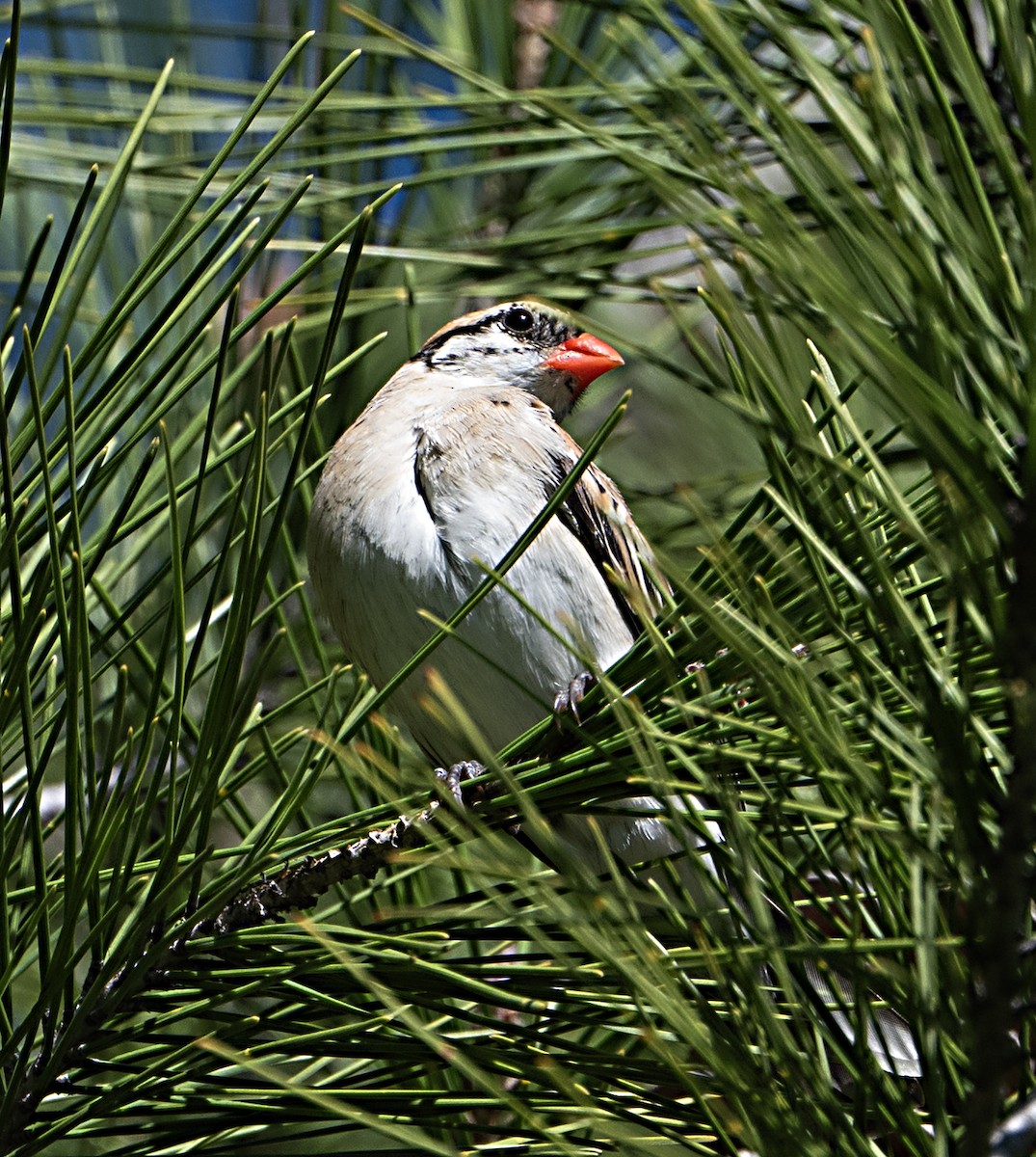 vdovka černobílá - ML645867464