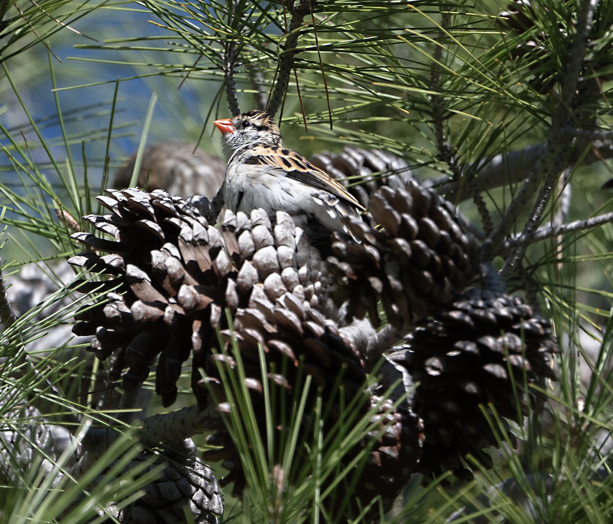 vdovka černobílá - ML645867465