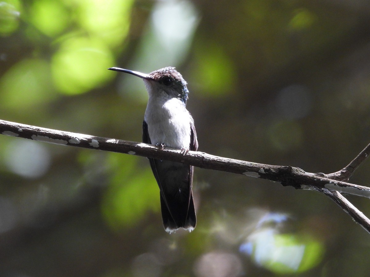 kolibřík šedoprsý - ML645867466