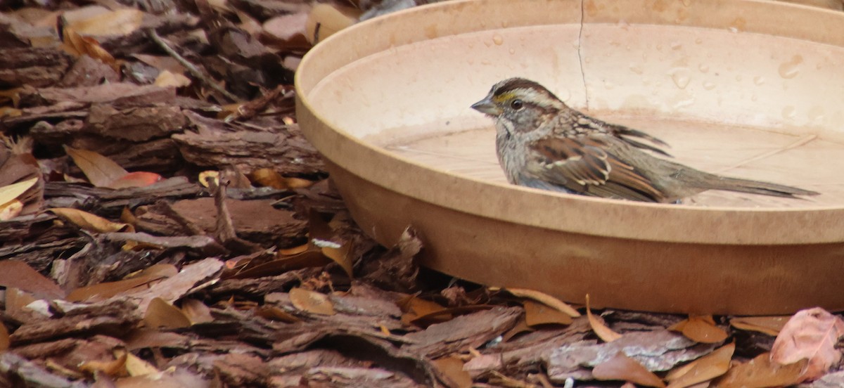 strnadec bělohrdlý - ML645867467