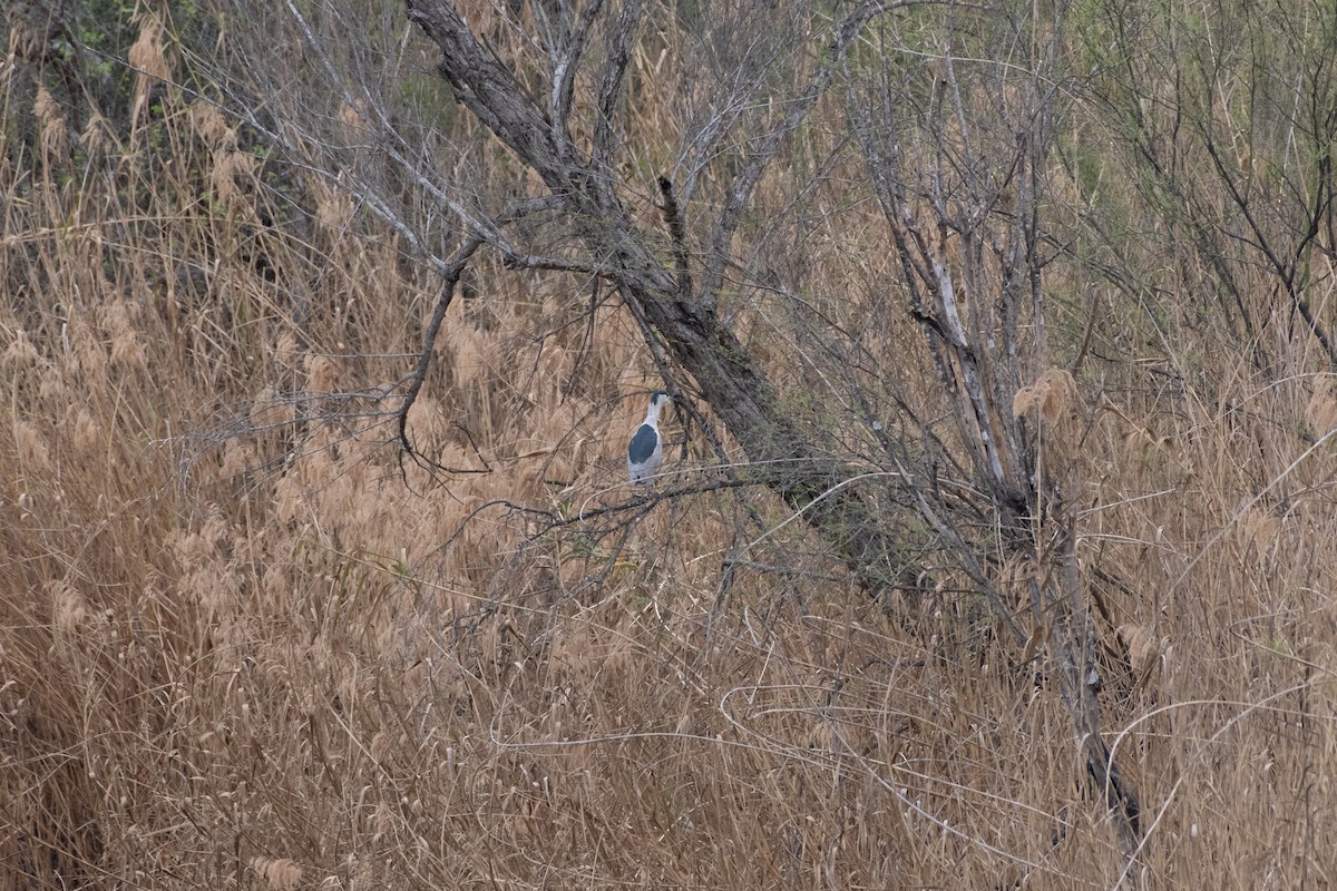 kvakoš noční - ML645867468