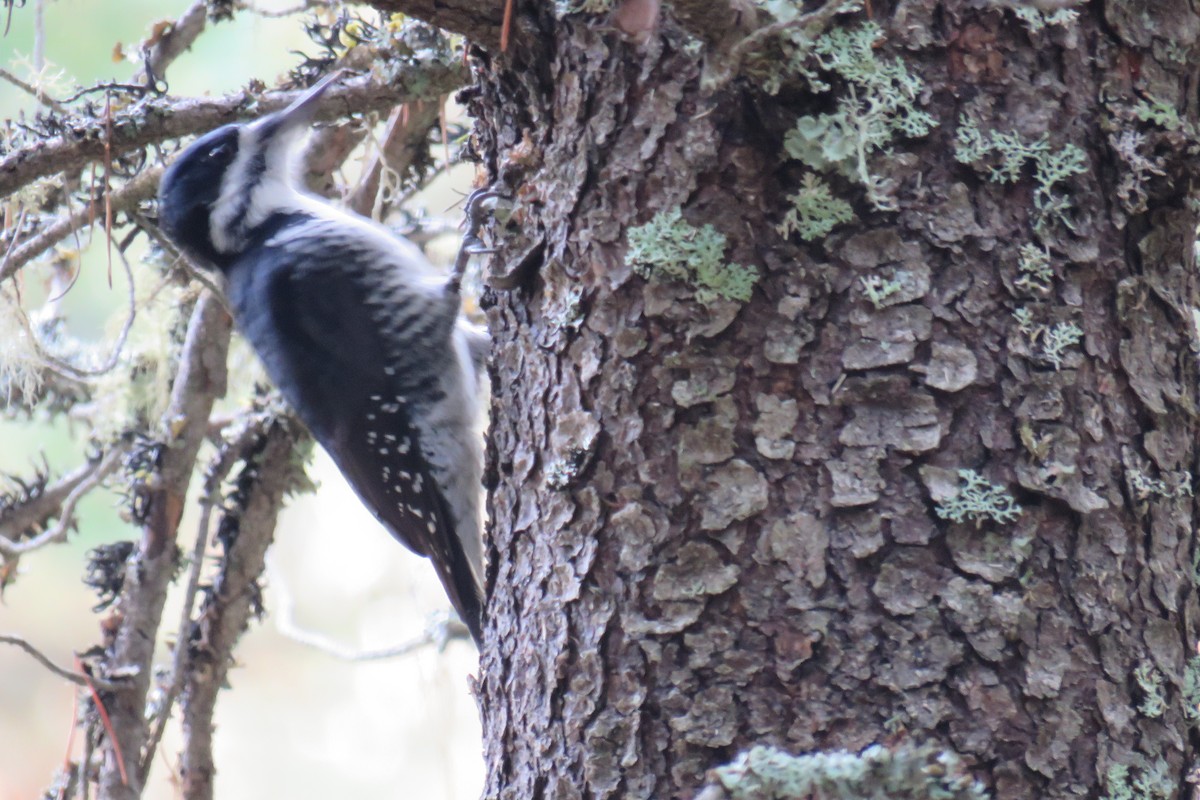 datlík černohřbetý - ML645867470