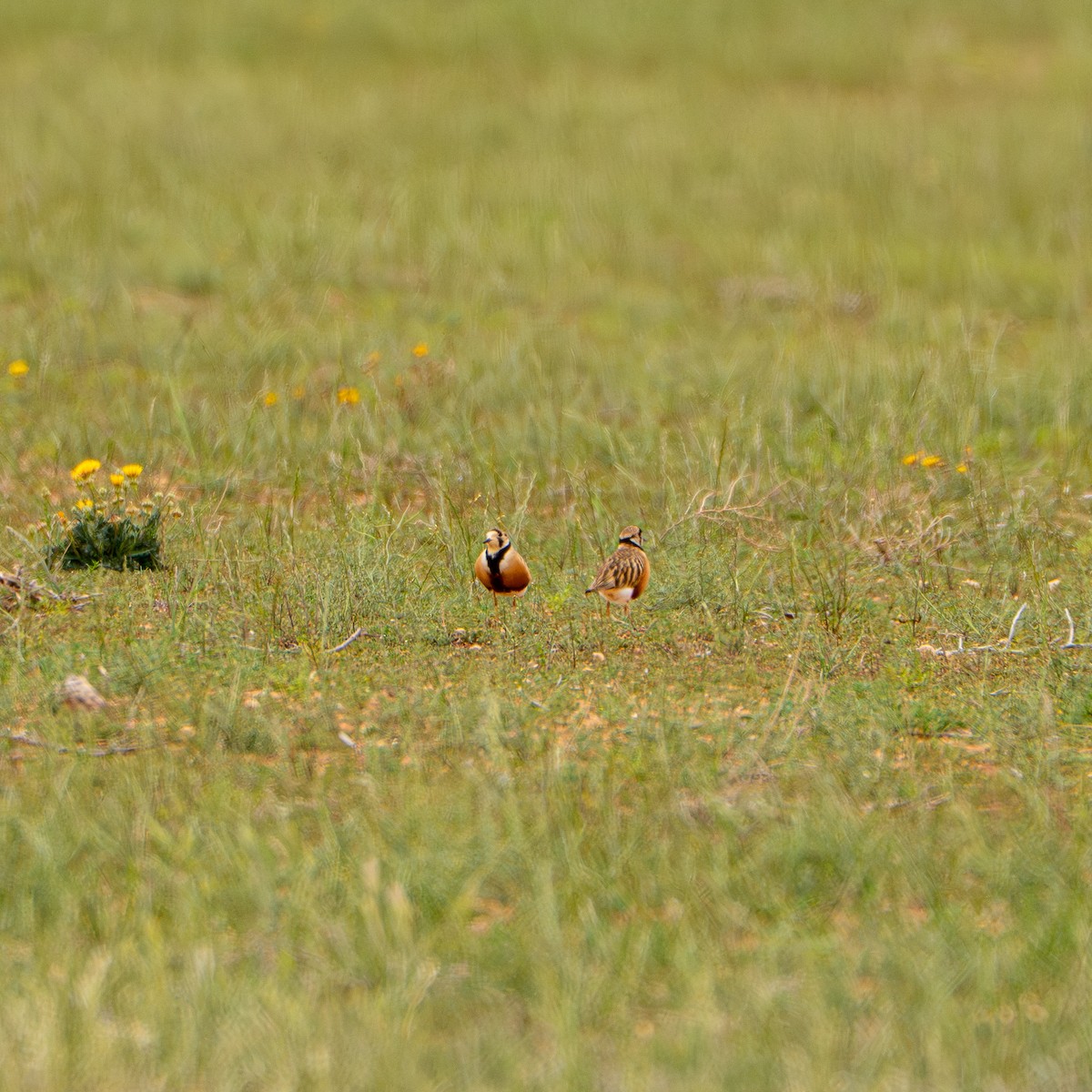 kulík australský - ML645867471