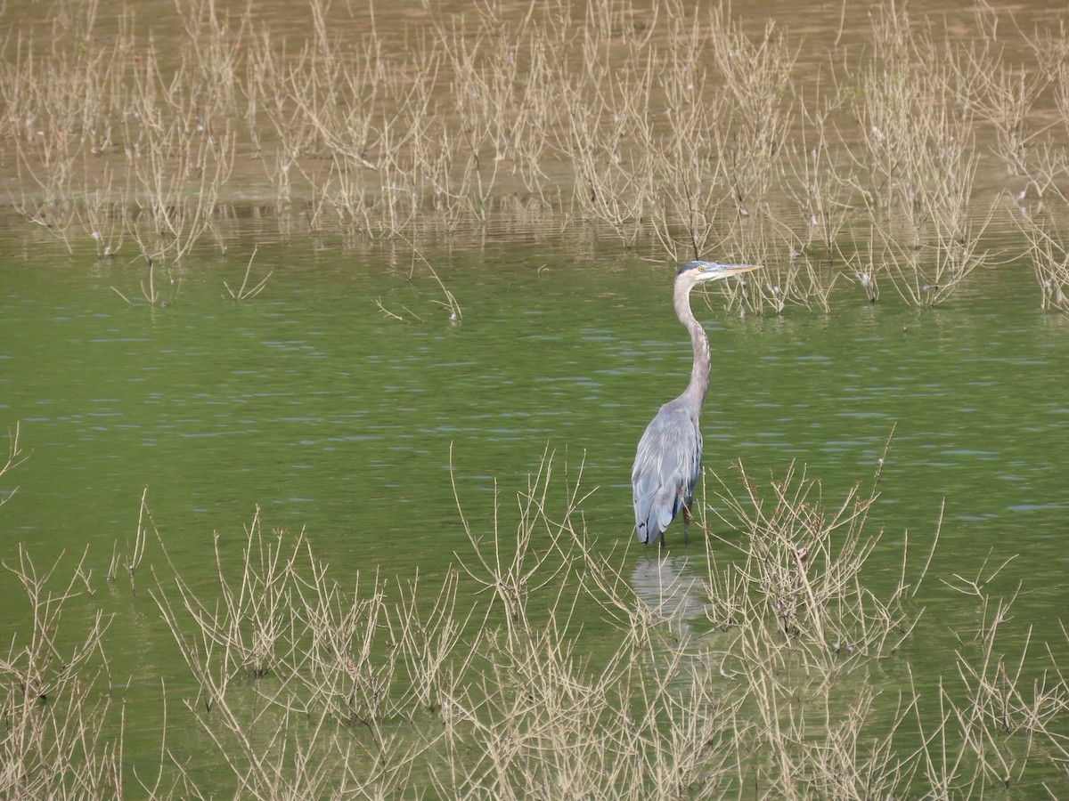 volavka velká - ML645867472