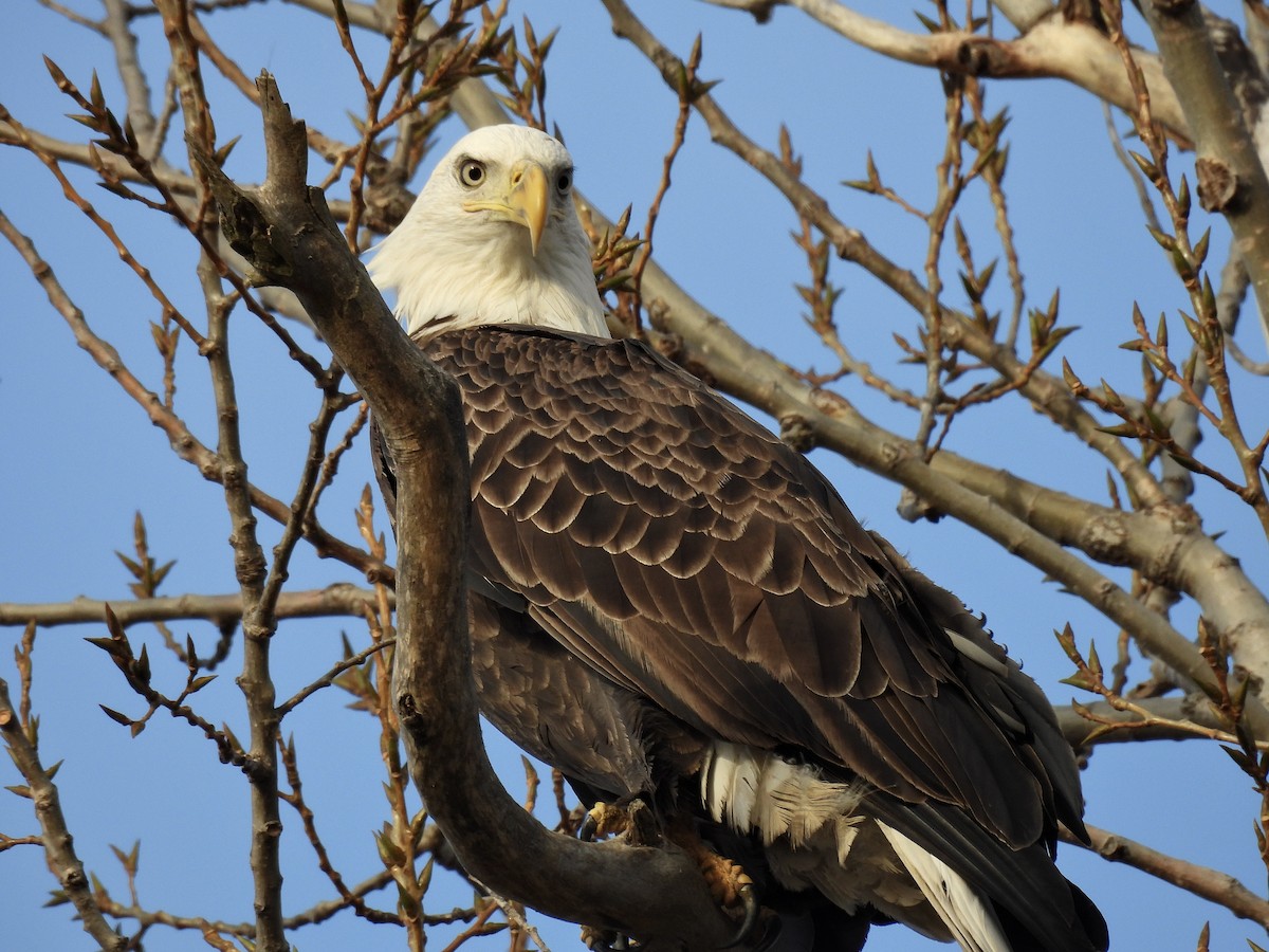 orel bělohlavý - ML645867473