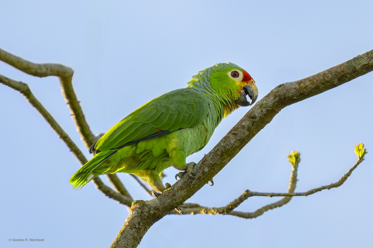 amazoňan rudočelý - ML645867474