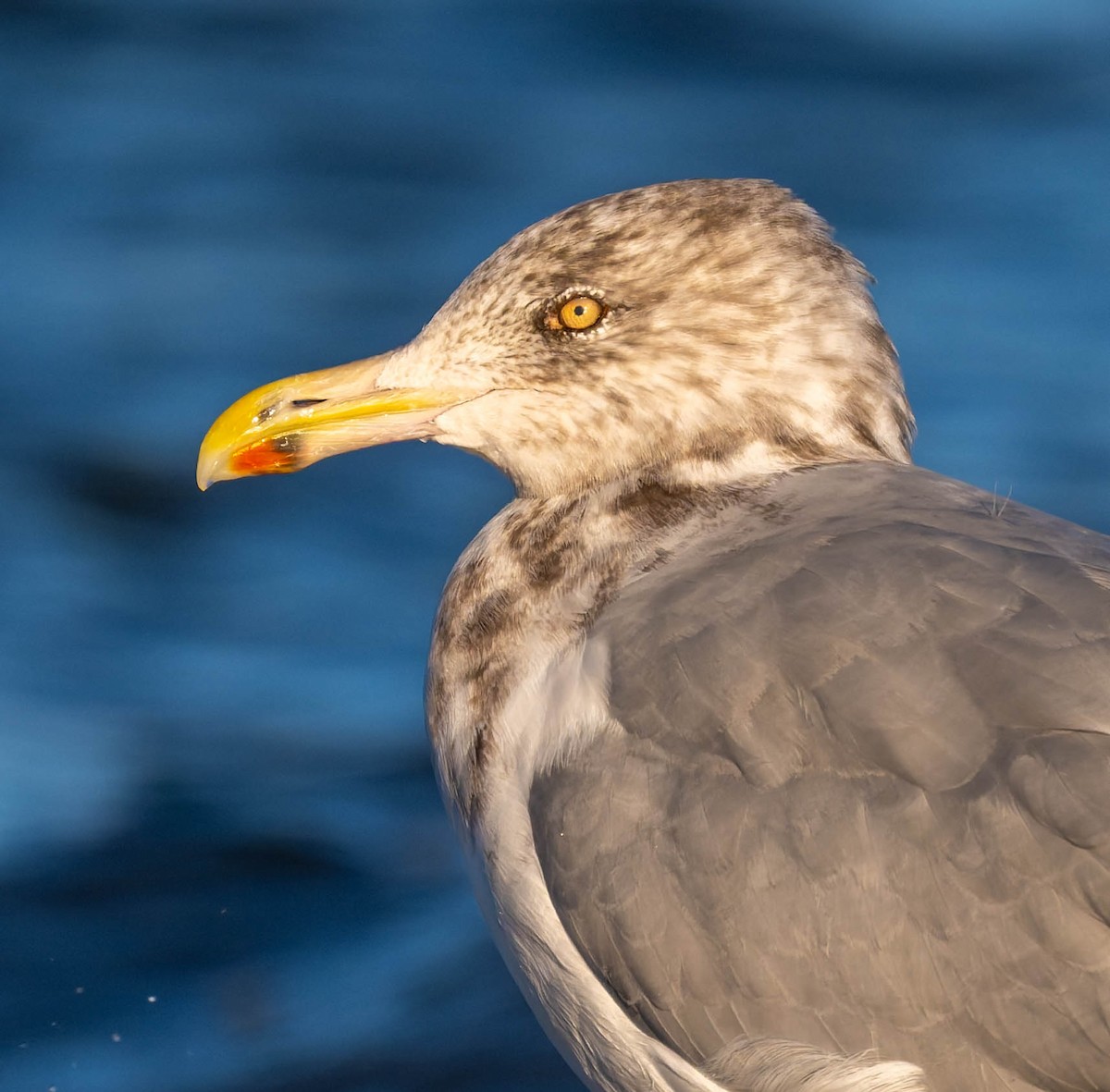 racek americký - ML645867475