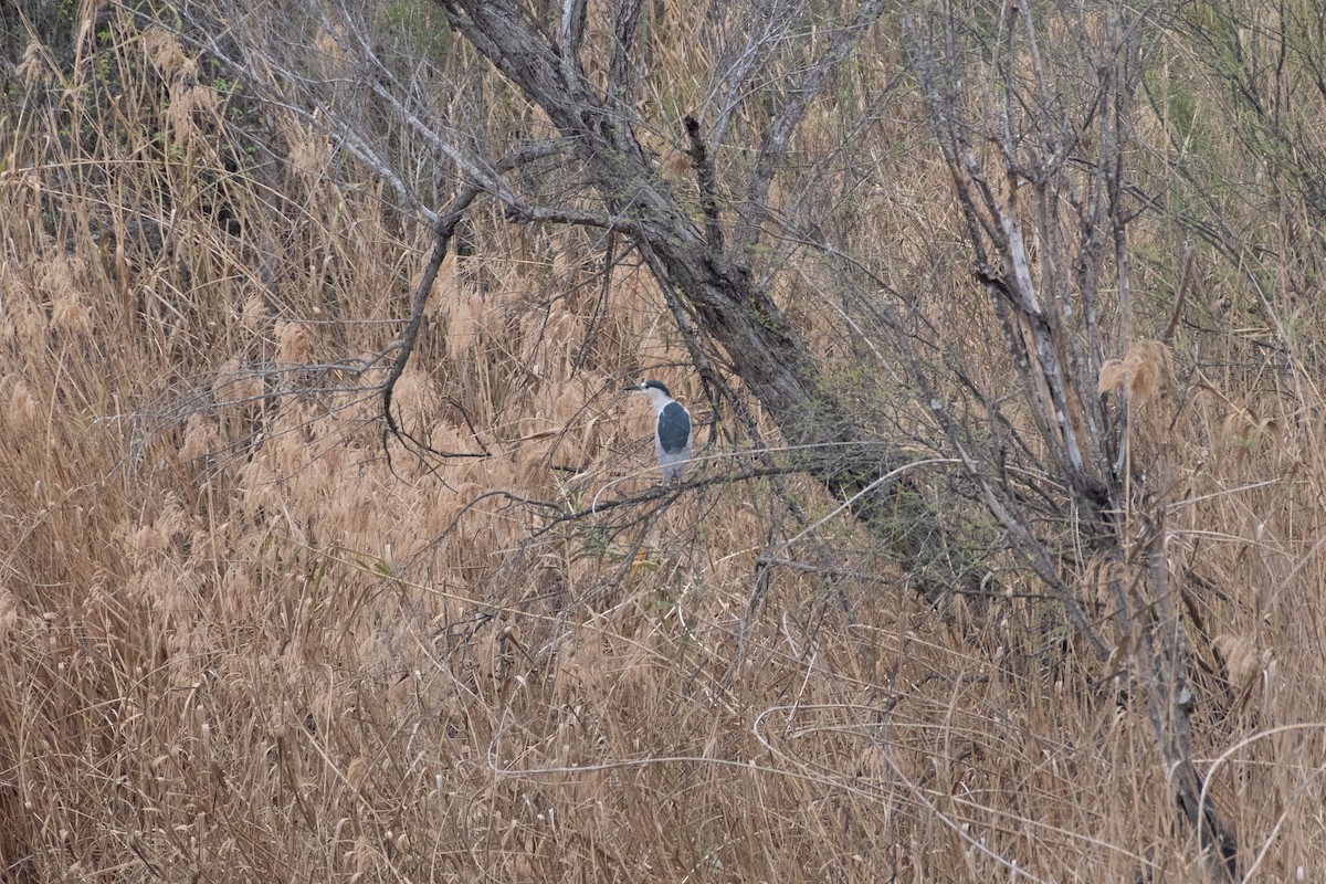 kvakoš noční - ML645867476